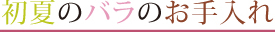 初夏のバラのお手入れ
