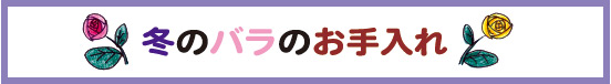 冬のバラのお手入れ