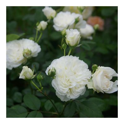オールドローズ モダンローズ 木紅木オンラインショップ オールドローズ モダンローズ 木紅木オンラインショップ