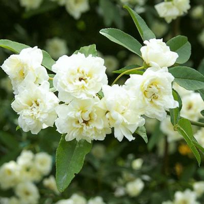 商品一覧 木紅木オンラインショップ 商品一覧 木紅木オンラインショップ