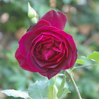 木紅木のバラ苗 木紅木オンラインショップ 木紅木のバラ苗 木紅木オンラインショップ